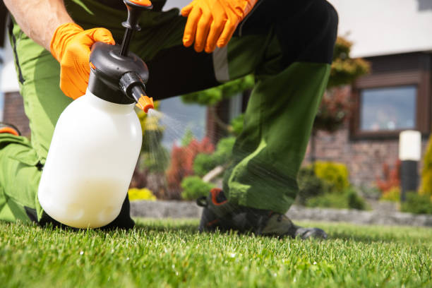 Best Cockroach Control Services  in Roma, TX