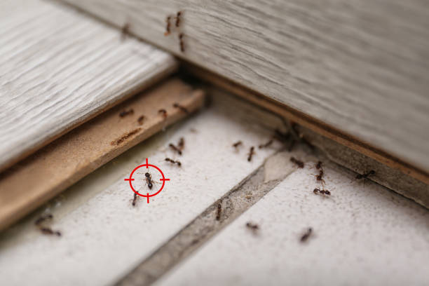 Insect Control in Roma, TX