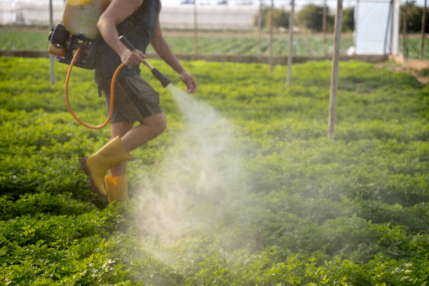 Best Emergency Pest Control  in Roma, TX