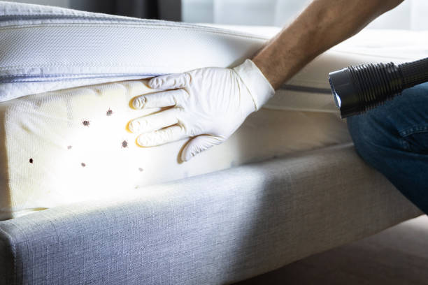 Best Wasp Removal Services  in Roma, TX