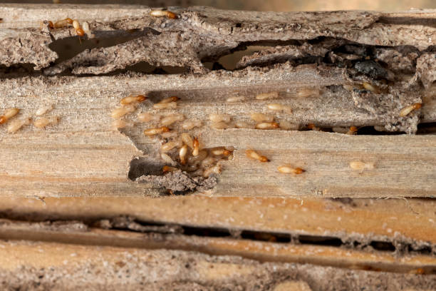 Best Local Pest Control Services  in Roma, TX