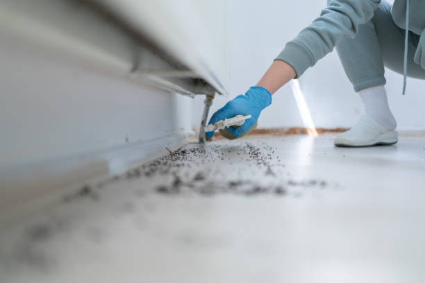 Best Insect Control  in Roma, TX